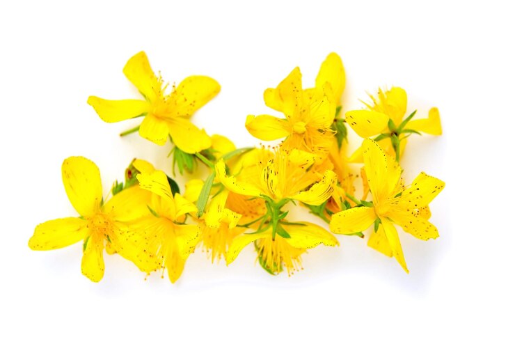 Hypericum perforatum o St Johns wort flores frescas aisladas sobre fondo blanco Medicina herbaria