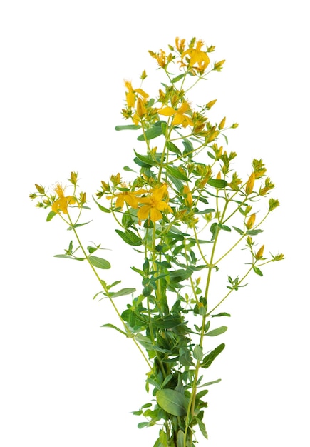 Hypericum perforatum Strauch mit gelben Blüten isoliert auf weißem Hintergrund Johanniskraut Pflanzliche Arzneimittel Beschneidungspfad