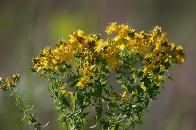 Foto hypericum perforatum