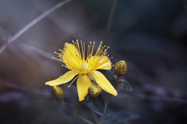 Hypericum tutsan st john wert auf einem violetten Hintergrund aus nächster Nähe