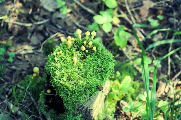 Hypholoma fasciculare cogumelos não comestíveis venenosos crescendo em um toco de árvore em musgo