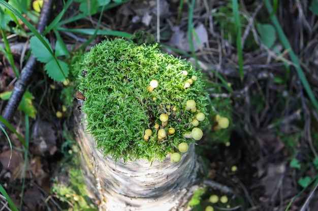 Hypholoma fasciculare hongos no comestibles venenosos que crecen en el tocón de un árbol en musgo