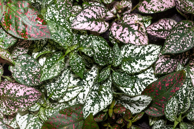 Hypoestes phyllostachya bunte Blätter