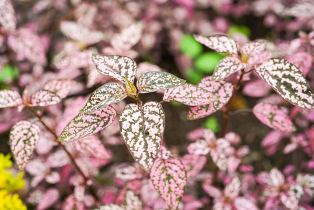 Hypoestes phyllostachya, die gepunktete Pflanze