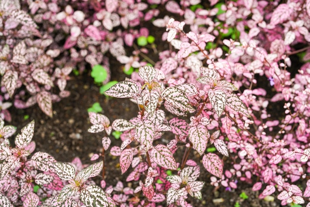 Hypoestes phyllostachya, die gepunktete Pflanze