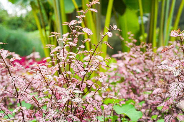 Hypoestes phyllostachya, la planta de lunares