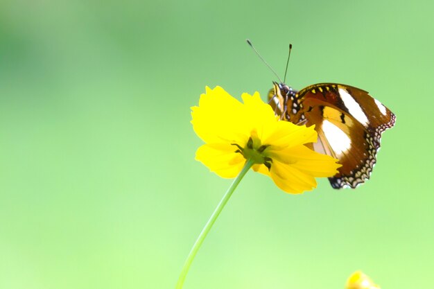 Hypolimnas bolina a grande mosca-do-ovo ou borboleta da lua azul descansando na planta de flores