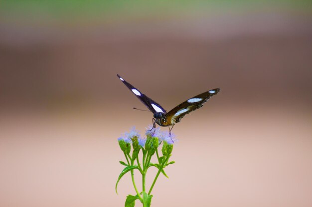 Hypolimnas bolina, a grande mosca-ovo, a borboleta da lua azul da Índia Hyderabad