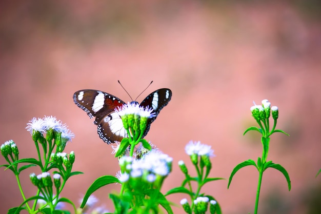 Hypolimnas bolina die große Eierfliege der blaue Mondschmetterling aus Indien Hyderabad