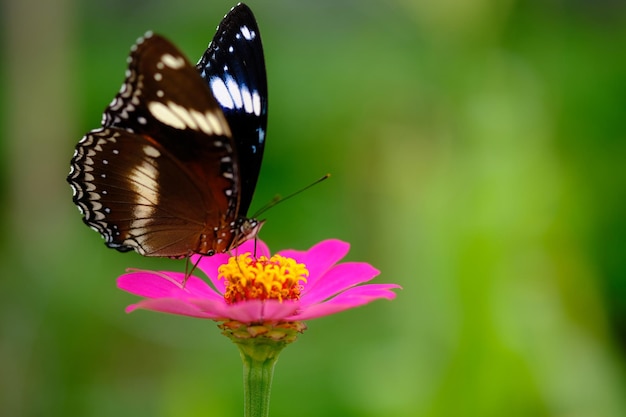 Hypolimnas bolina, die große Eierfliege, Eierfliege, bunte Eierfliege oder in Neuseeland der Blaumond-Schmetterling