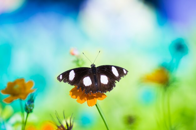 Hypolimnas bolina die große Eierfliege oder der blaue Mondschmetterling, die im Frühling auf der Blüte ruht