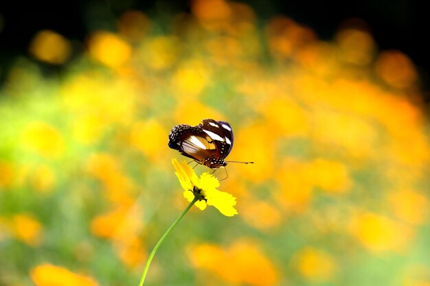 Hypolimnas Bolina die große Eierfliege oder der blaue Mondschmetterling ruht auf dem Blumenpla