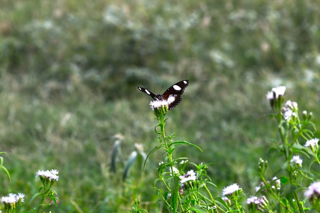 Hypolimnas bolina die große Eierfliege oder der blaue Mondschmetterling ruht auf den Blumenpflanzen