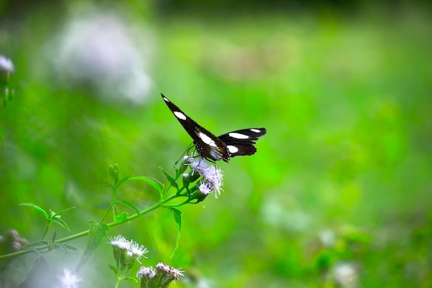 Hypolimnas bolina el gran eggfly eggfly común o blue moon butterfly descansando sobre plantas de flores