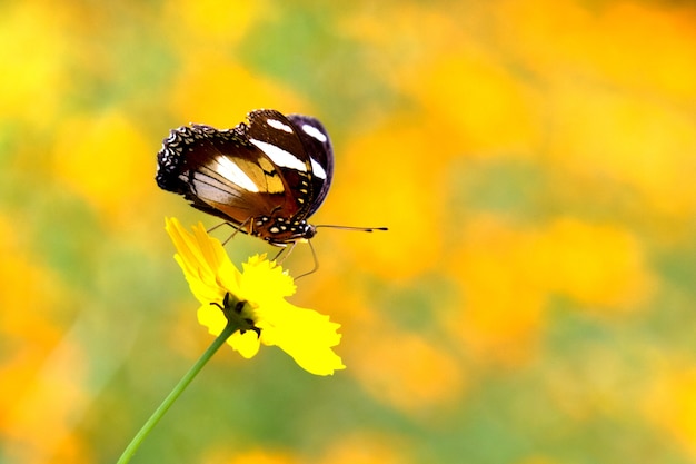 Hypolimnas bolina la gran eggfly o blue moon butterfly descansando sobre las plantas de flores