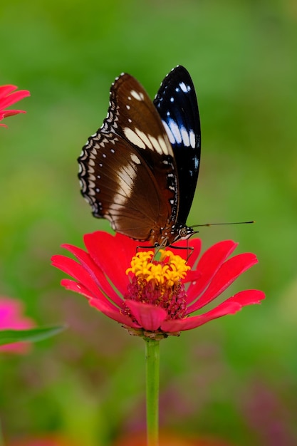 Hypolimnas bolina, la gran mosca del huevo, la mosca del huevo, la mosca del huevo variada o en Nueva Zelanda, la mariposa de la luna azul