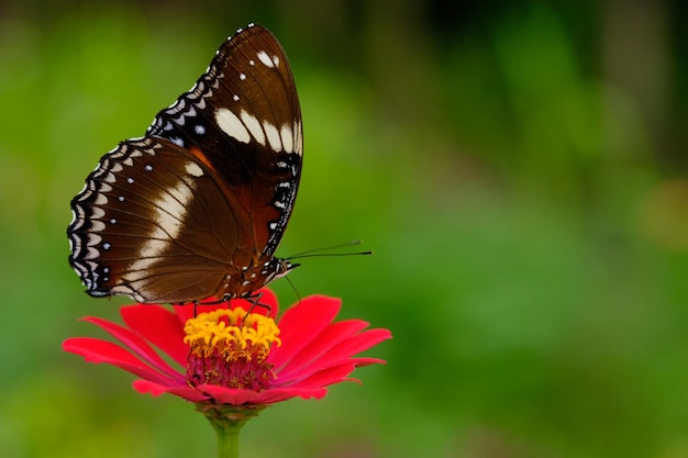 Hypolimnas bolina, la gran mosca del huevo, la mosca del huevo, la mosca del huevo variada o en Nueva Zelanda, la mariposa de la luna azul