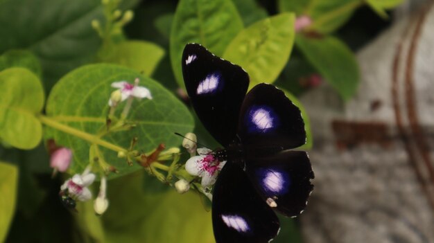 Hypolimnas bolina Schmetterling thront auf einer Zinnia-Blume. schwarzer Schmetterling, der Nektar saugt. tolle Eierfliege