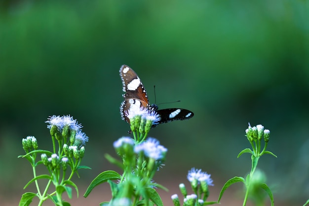 Hypolimnas bolina the great eggfly the blue moon butterfly from India Hyderabad