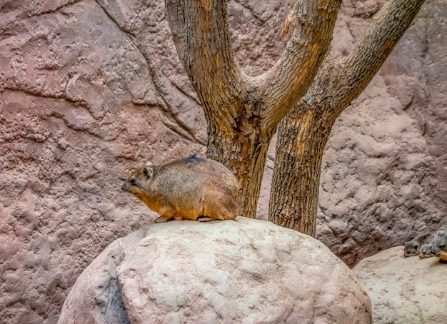 Hyrax en el ambiente de roca