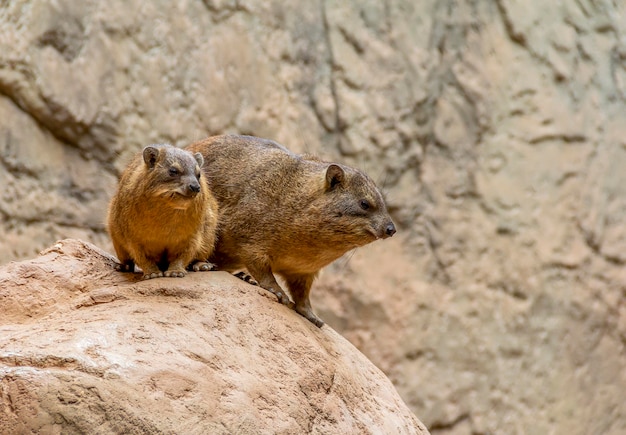 Hyrax en el ambiente de roca