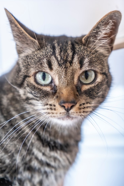 I aparência impressionante de um gato doméstico cinza e branco com olhos azuis em cima de um precioso em uma casa. melhor amigo do homem, melhor animal, gato precioso.