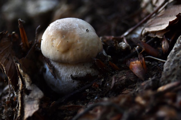 Foto i funghi porcini cresciuti nel bosco