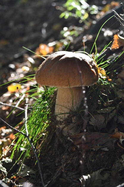 I funghi porcini cresciuti nel bosco