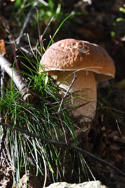 Foto i funghi porcini cresciuti nel bosco