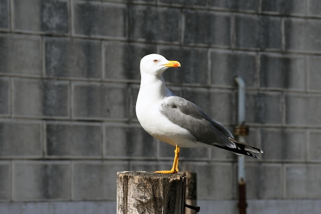 I gabbiani nella laguna Veneta (La laguna de la Venecia)