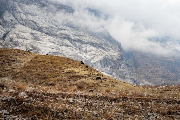 iaque comendo campo de feno na montanha, vale de Langtang