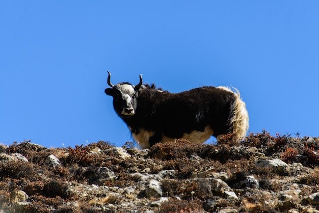 Foto iaque no nepal