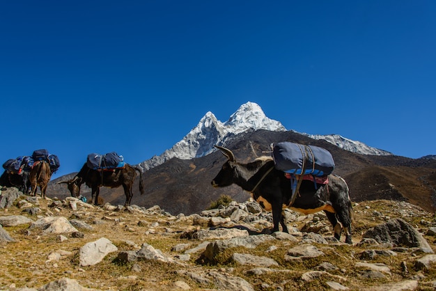 Foto iaque no nepal