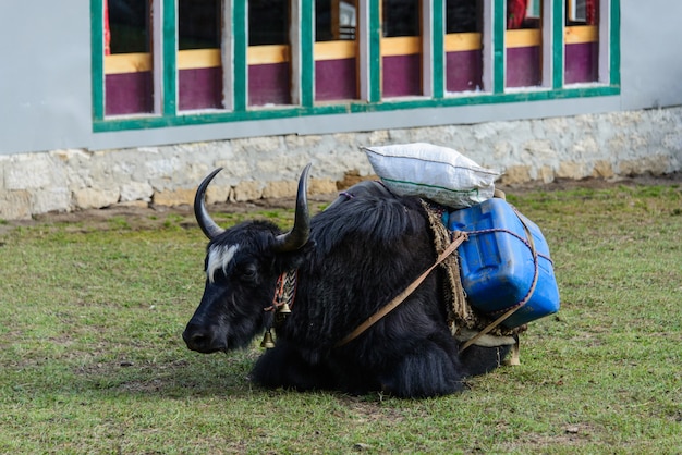 Foto iaque no nepal