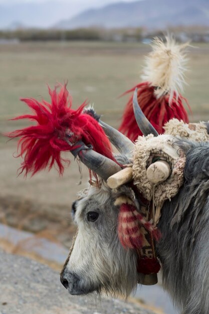 Iaque tibetano com campos ao fundo