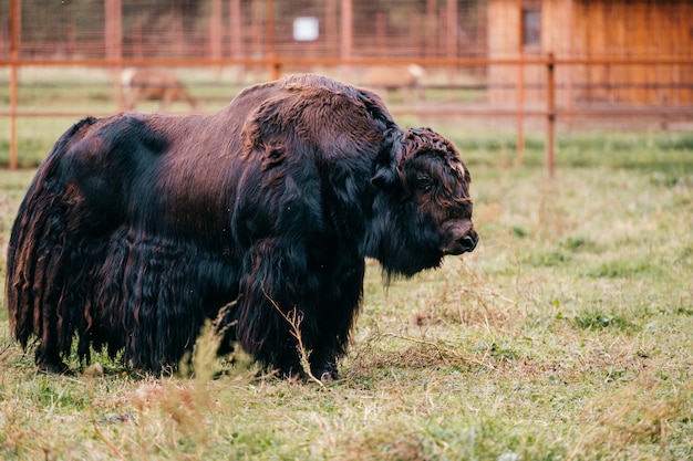 Iaque tibetano no zoológico