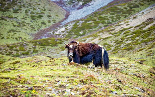 Iaques animiais dos animais selvagens no vale do amigo, nepal.