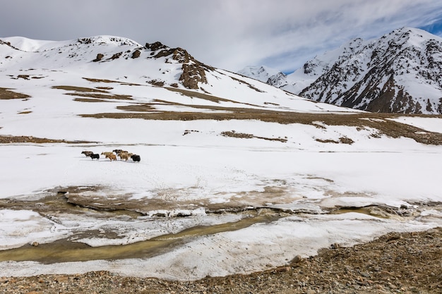 Foto iaques no planalto do parque nacional khunjerab