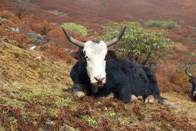 Iaques tibetanos em campo de grama nas montanhas