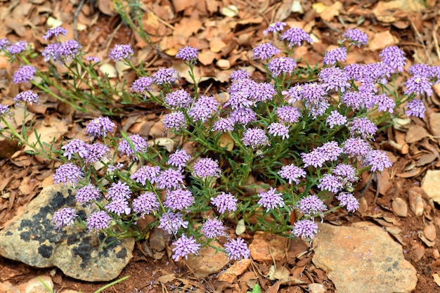 Iberis carnosa flores Es una planta rupícola