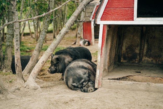 Iberische schwarze Schweine schlafen auf der Farm.