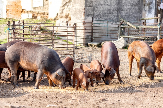 Iberische Schweine, die in einem Bauernhof weiden lassen