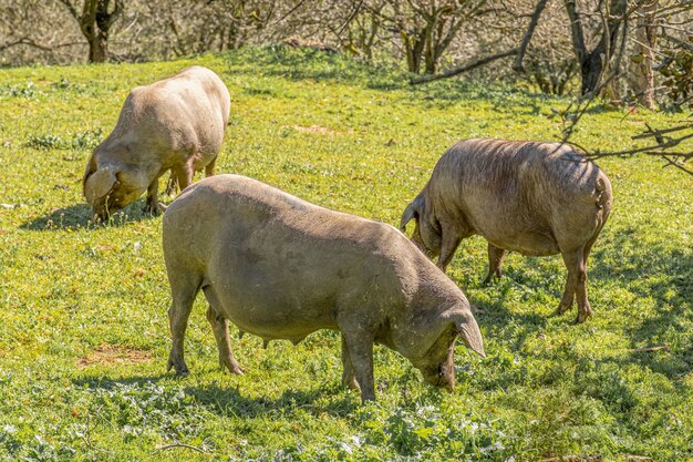 Iberische Schweine grasen in der Landschaft von Huelva. Schweine auf der Weide mit Steineichen in Andalusien, Spanien