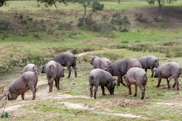 Iberische Schweine grasen