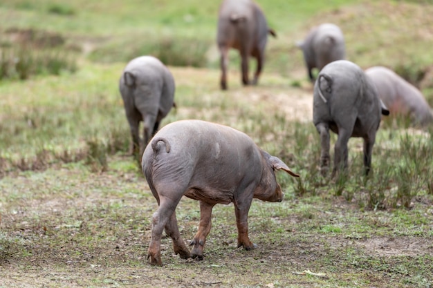 Iberische Schweine grasen