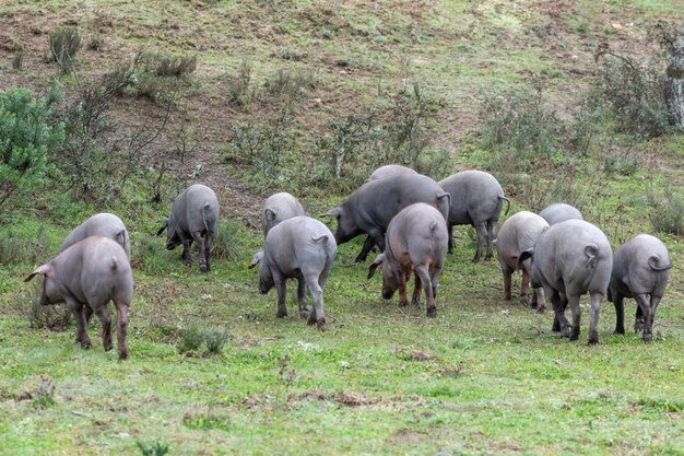 Iberische Schweine grasen