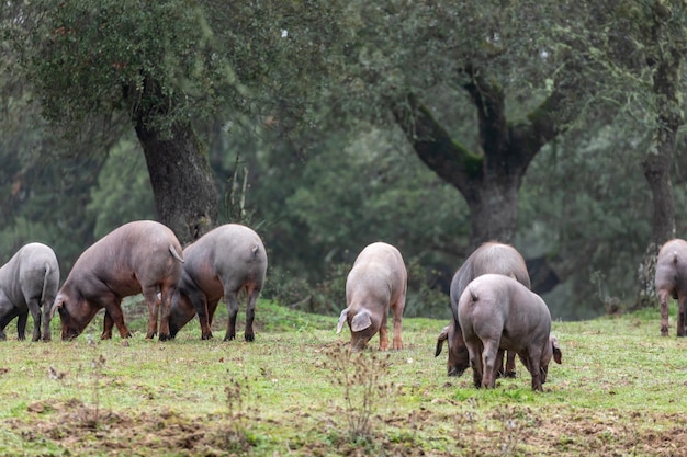 Iberische Schweine grasen