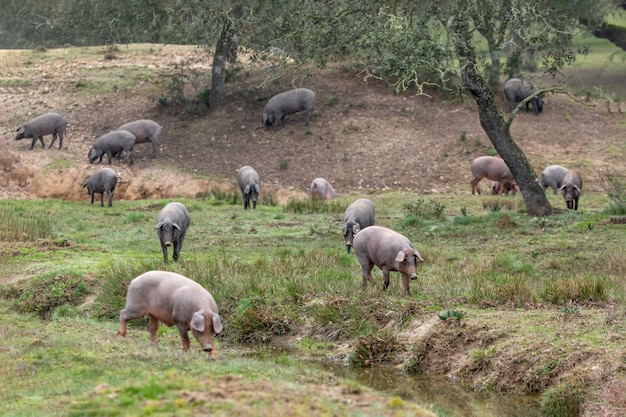 Iberische Schweine grasen