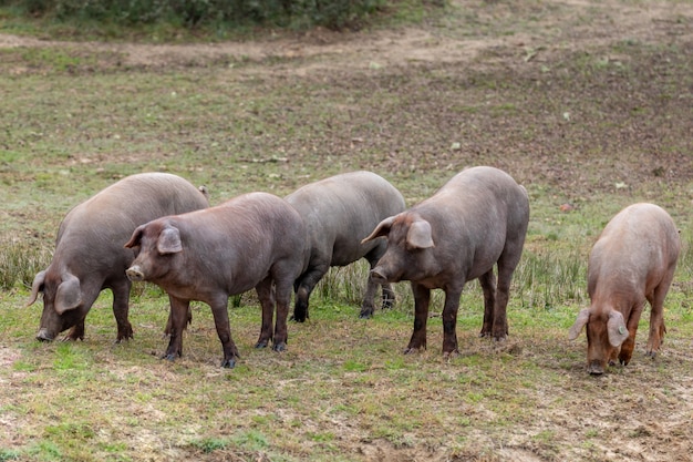 Iberische Schweine grasen