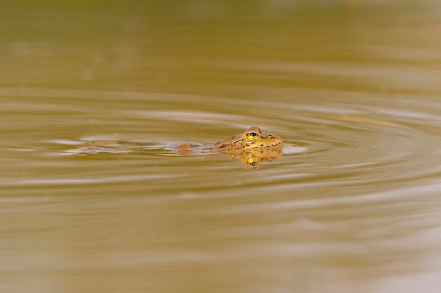 Iberischer grüner Frosch Pelophylax perezi Malaga Spanien